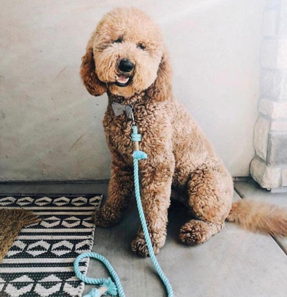 ROPE LEASH - UNICORN